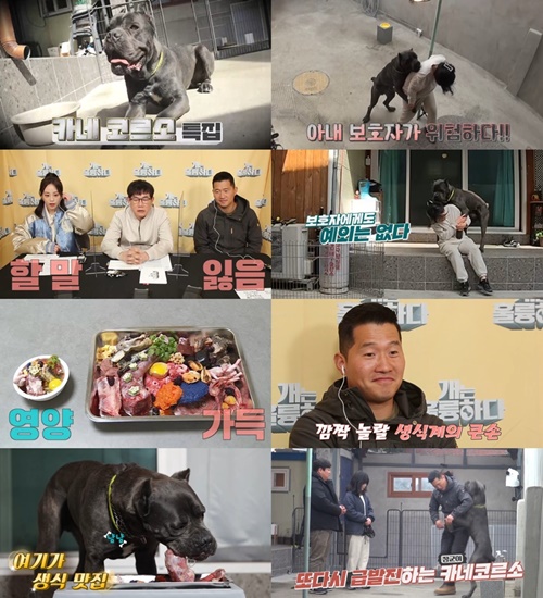 카네 이미지