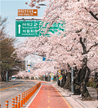 벚꽃길 이미지