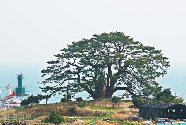 시랑 이미지