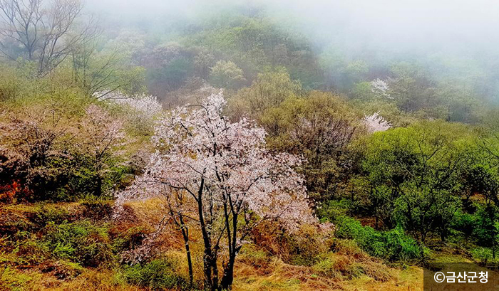 자진뱅이산벚꽃 이미지