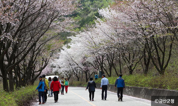 자진뱅이산벚꽃 이미지