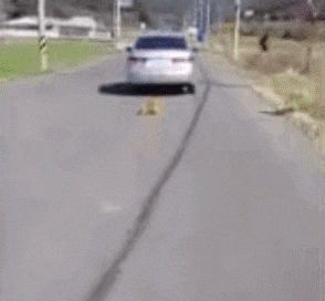 지난 7일 전남 영광에서 차에 매달린 채 끌려가는 강아지의 모습이 촬영됐다. /동물권단체 케어