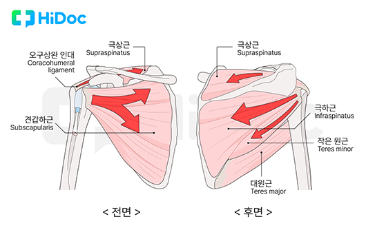 어깨랑 이미지