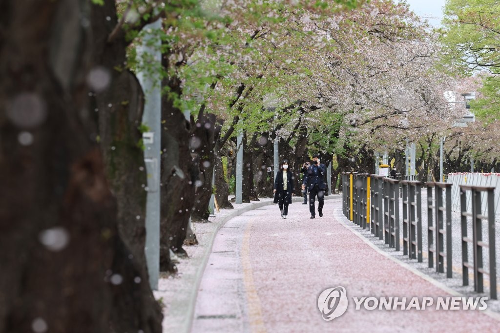 벚꽃사이로 이미지