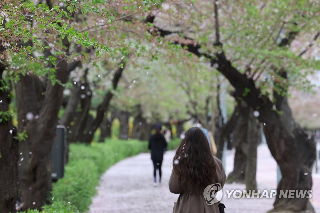 벚꽃사이로 이미지