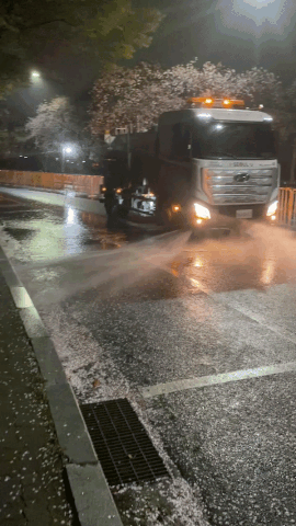 살수차가 물을 뿌려, 벚꽃잎을 1차적으로 한쪽에 모아둔다./사진=물 피하기 바쁜 남형도 기자