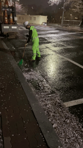 벚꽃과 물을 쓸어내는 미화원의 손길은 능숙했다. 시간의 공력이란 이런 것이리라./사진=남형도 기자