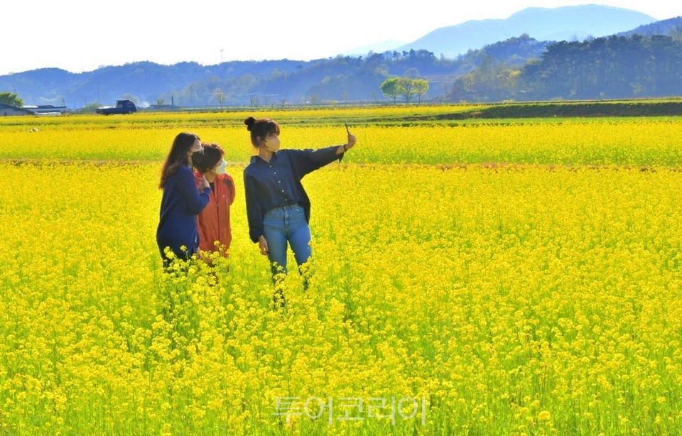 순창꽃 이미지
