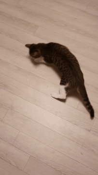 학대범에게 머리를 맞아 숨진 고양이./사진=동탄 길고양이 학대 최초 제보자님 제공