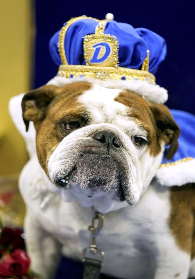 불독(bulldog) 이미지