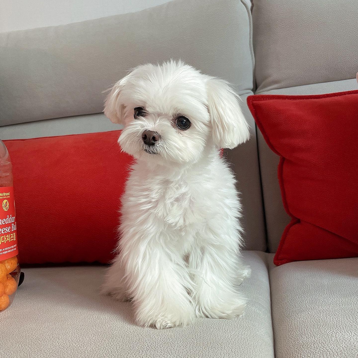 또우리 이미지