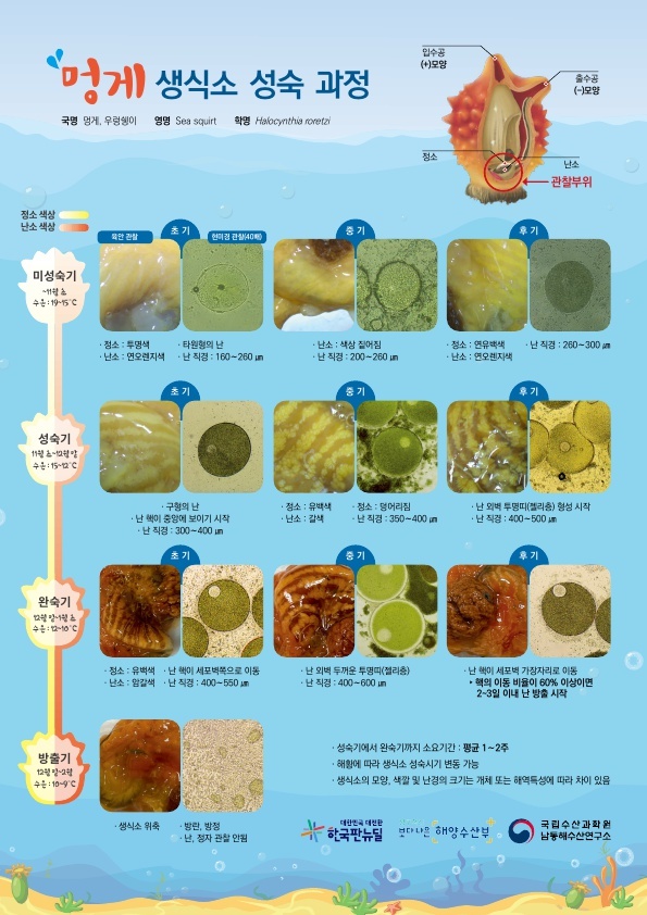 부산멍게 이미지