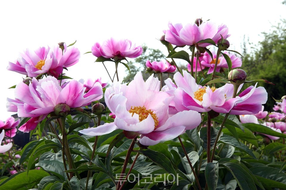자연가 이미지