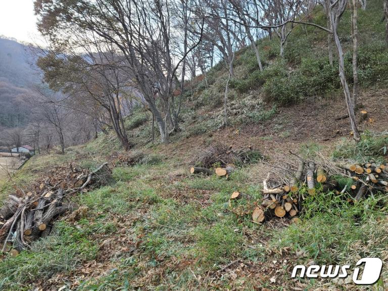 숲750 이미지