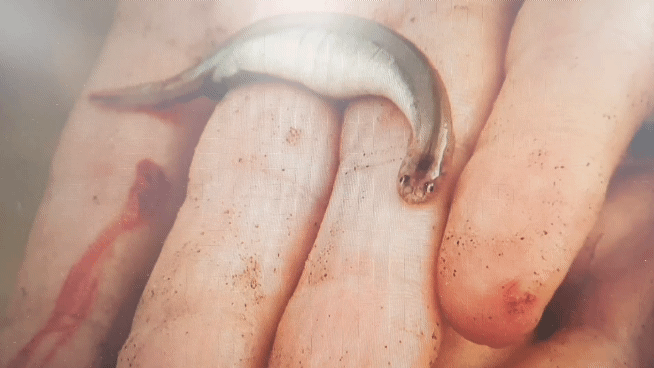 아마존 열대우림 지역의 강에서 서식하는 '뱀파이어 물고기' 칸지루(Candiru).