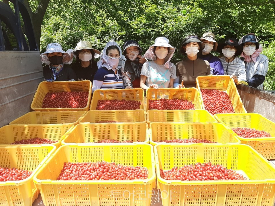 고성보리수 이미지