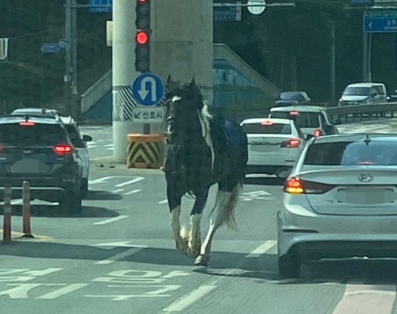 만인승마체험장 이미지