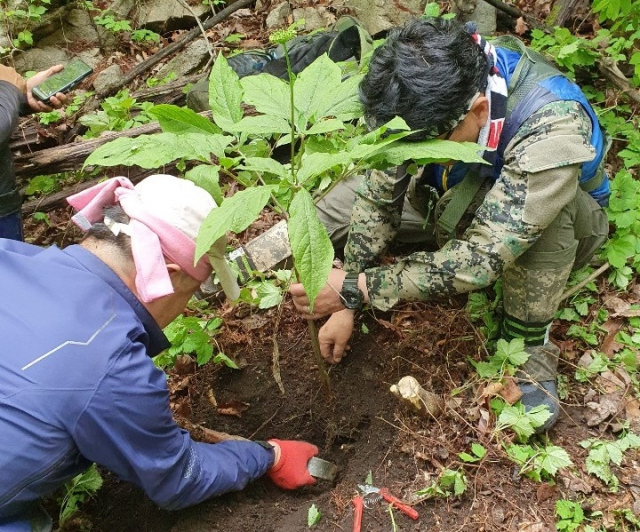 산삼정 이미지