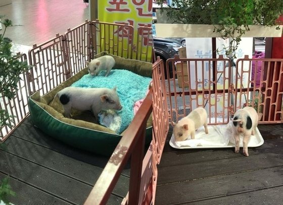 이씨정육점 이미지