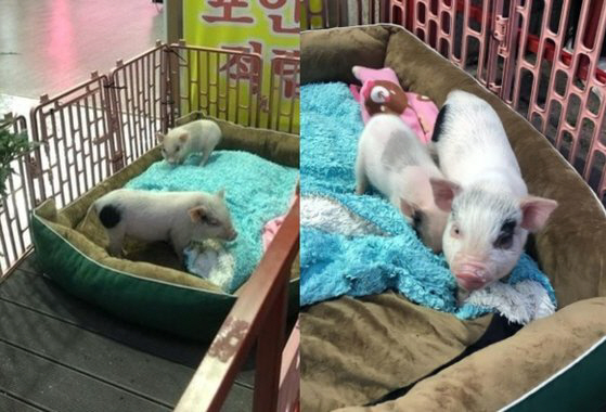 돼지두마리 이미지