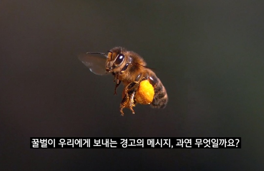 꿀벌 이미지