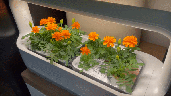 LG틔운 미니는 물탱크와 분리가 쉽게 되기 때문에 청소도 간편했다./사진=백유진 기자 byj@