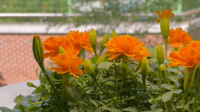 LG 틔운 미니로 키운 메리골드. /사진=백유진 기자 byj@