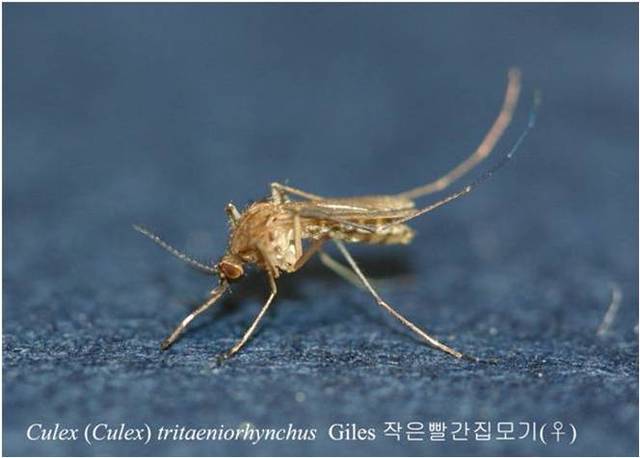 빨간집 이미지