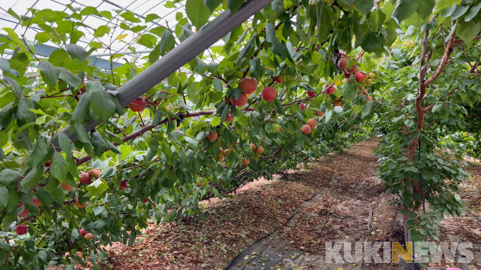애프리코트(APRICOT) 이미지