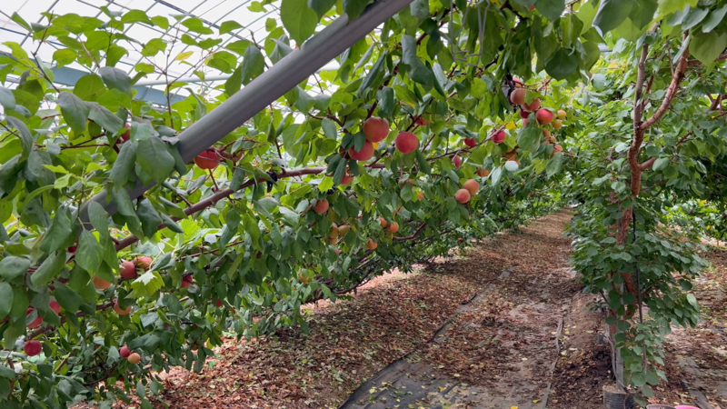애프리코트(APRICOT) 이미지