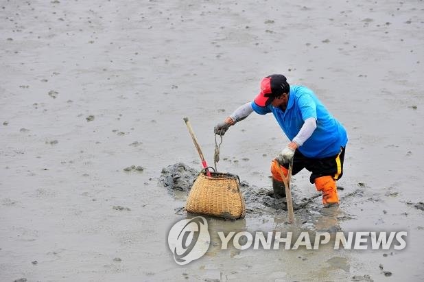 신안갯벌낙지 이미지