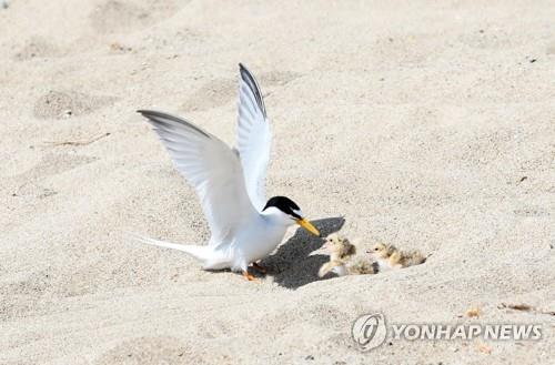 갈매기 이미지