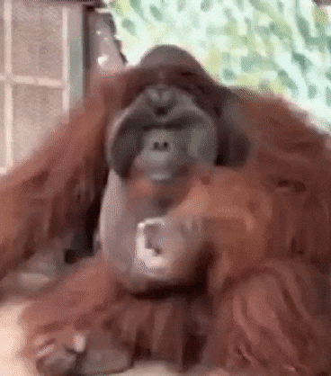 담배 피우는 오랑우탄 /트위터