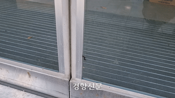 1㎝ 정도 길이의 검은 벌레 한 쌍이 2일 서울 서대문구 한 매장 유리문에 붙어 있다. 일명 ‘사랑벌레’로 불리는 털파리류 벌레는 비행을 할 때도 암수가 한 쌍으로 움직이는 습성이 있다. 강한들 기자