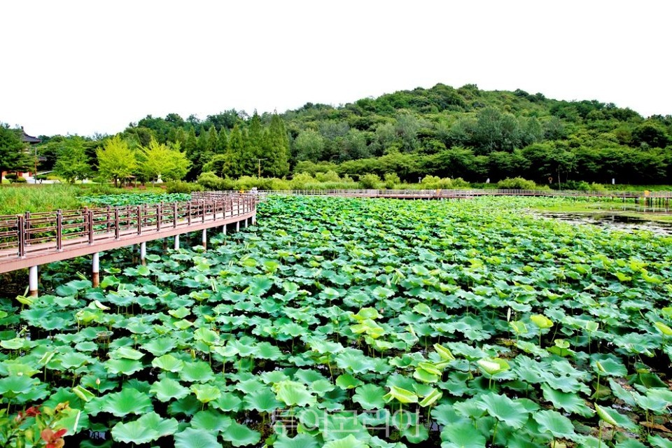 초록연꽃 이미지