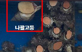 나팔횟집 이미지