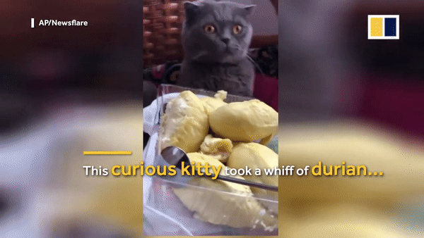 [유튜브 'Makisun No Copyright' 채널 캡처]