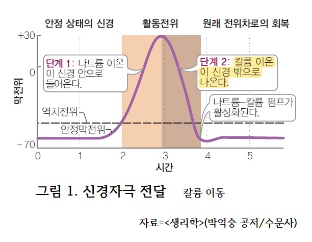 나트륨 짝꿍 '칼륨'은 얼마나 중요한가요? [의사에게 듣는 '질환' 이야기]