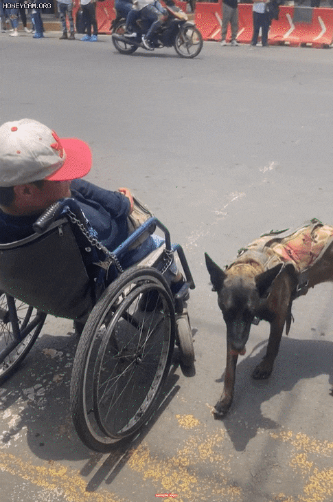 지난달 27일(현지시각) 사회관계망서비스(SNS)에 멕시코의 한 도시 에카테펙에서 한 남성이 탄 휠체어를 밀어 건널목으로 향하는 반려견의 영상이 올라왔다. 동영상 공유 플랫폼 틱톡 캡처