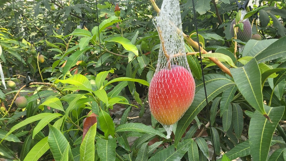 주산지애플 이미지