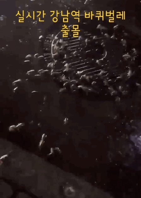 8일 서울 강남역 인근에서 하수가 역류하면서 바퀴벌레 떼가 출몰했다는 목격담이 전해졌다. (영상=트위터)