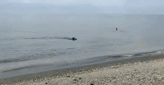 10일(현지시간) 오전 스페인 해변에 출몰한 멧돼지. [트위터]