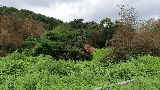 100년만에 한번 핀다는 대나무꽃이 개화하고 한두달 사이에 대나무들은 말라 죽어버렸다. 서인주 기자