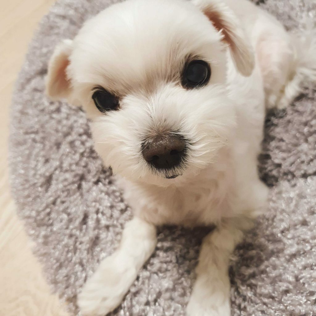 말티즈 그루밍 스타일과 종류, 분당 애견 그루밍