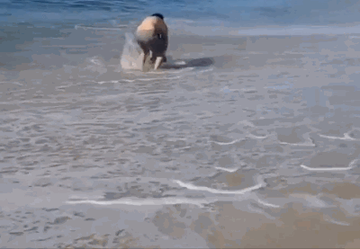 지난 14일 미국 뉴욕주 롱아일랜드섬에 있는 해변에서 한 남성이 도망 가려는 상어 꼬리를 붙잡고 장난을 치는 영상이 공개됐다./사진=트위터