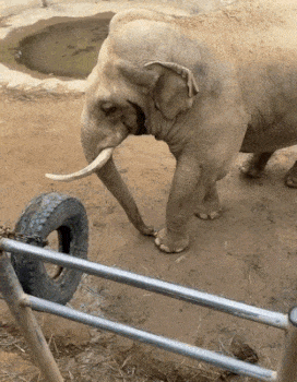 중국 산동성의 한 동물원에서 코끼리 샨마이가 우리 안으로 떨어진 아이의 신발을 코로 주워 돌려준 장면이 15일 트위터에 올라왔다. 트위터 캡처