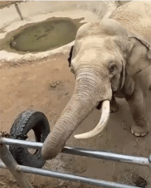 지난 13일 중국 산둥성 웨이하이시의 한 동물원에서 아이가 우리 안에 실수로 떨어트린 신발을 코끼리가 코로 건네는 모습이 사회관계망서비스(SNS)에 퍼졌다. 사회관계망서비스(SNS) 캡처