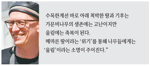 가문비나무아래 이미지