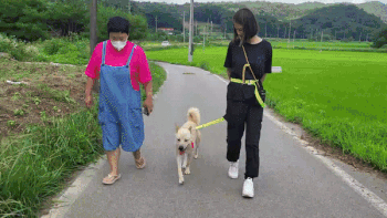 2살 준이의 행동교육 모습. 산책시 보호자와 속도를 맞추는 데에는 능숙했지만, 이동장(캔넬)을 무서워했다. 우선 덮개를 제거한 캔넬에서 휴식하는 방법을 배우고, 이후 덮개를 씌운 캔넬에 최종 적응하면 된다. 최민석 기자