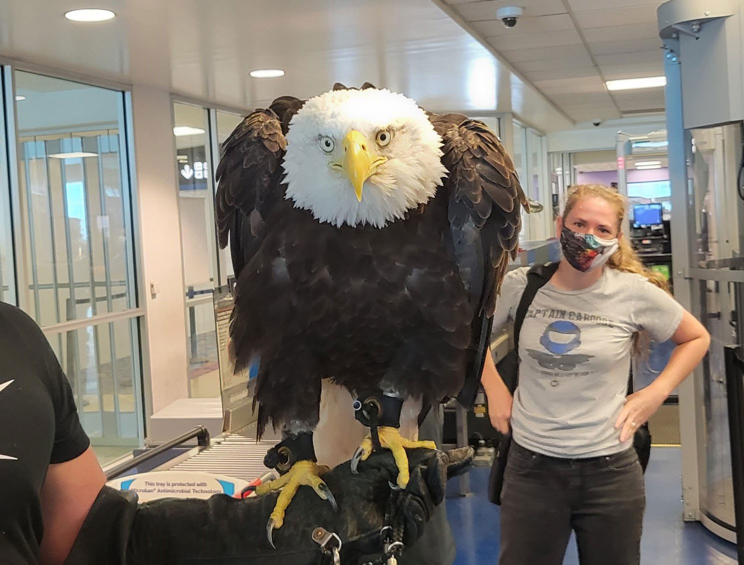 [애니멀 픽!] "두 날개 벌리세요" 美 공항 검색대에 흰머리수리 등장